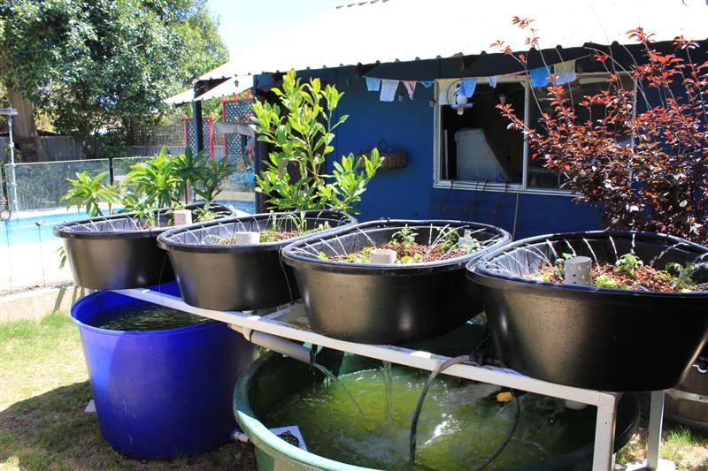 Aquaponics_the begining041 (Medium).jpg
