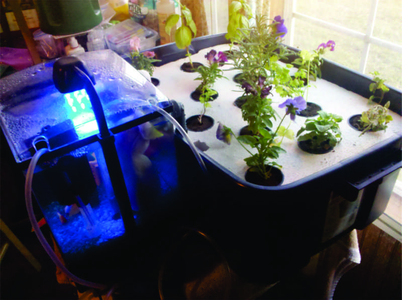 Desktop_Aquaponic3.jpg