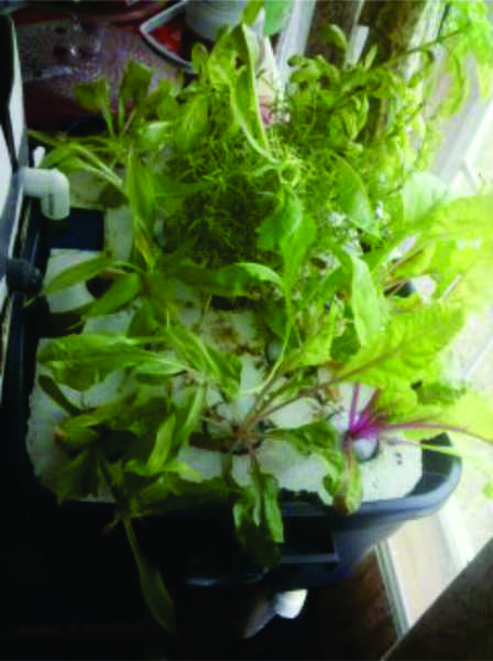Desktop_Aquaponic7.jpg