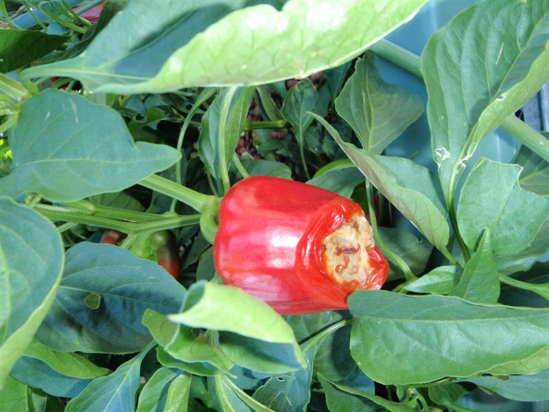 P3020064 (Medium).JPG