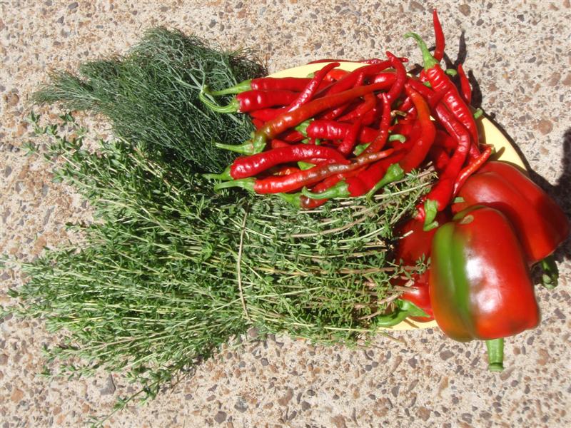 P3060120 (Medium).JPG