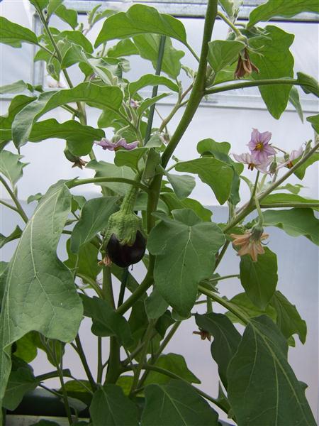 100_6001 (Custom).JPG