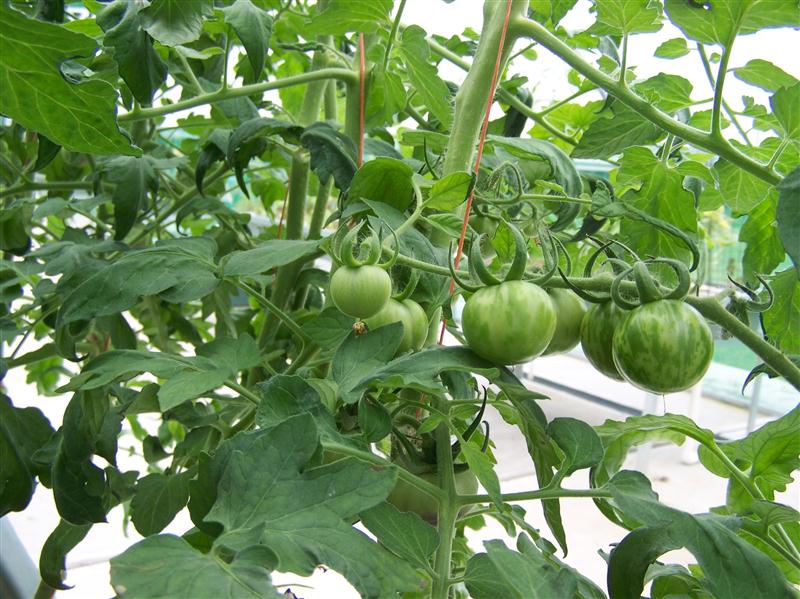 100_6002 (Custom).JPG