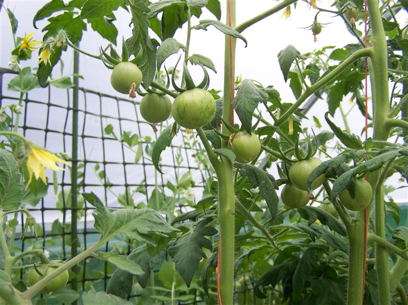 100_6003 (Custom).JPG