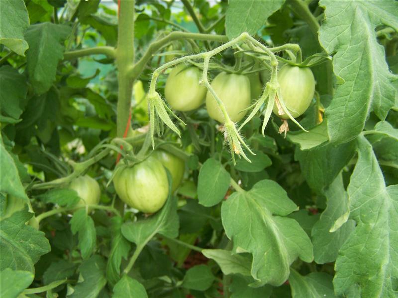 100_6004 (Custom).JPG