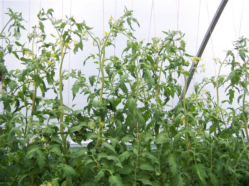 100_6005 (Custom).JPG