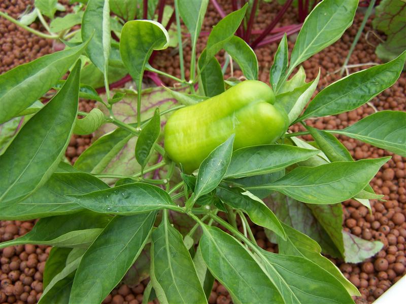 100_6006 (Custom).JPG