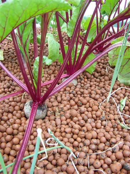 100_6007 (Custom).JPG