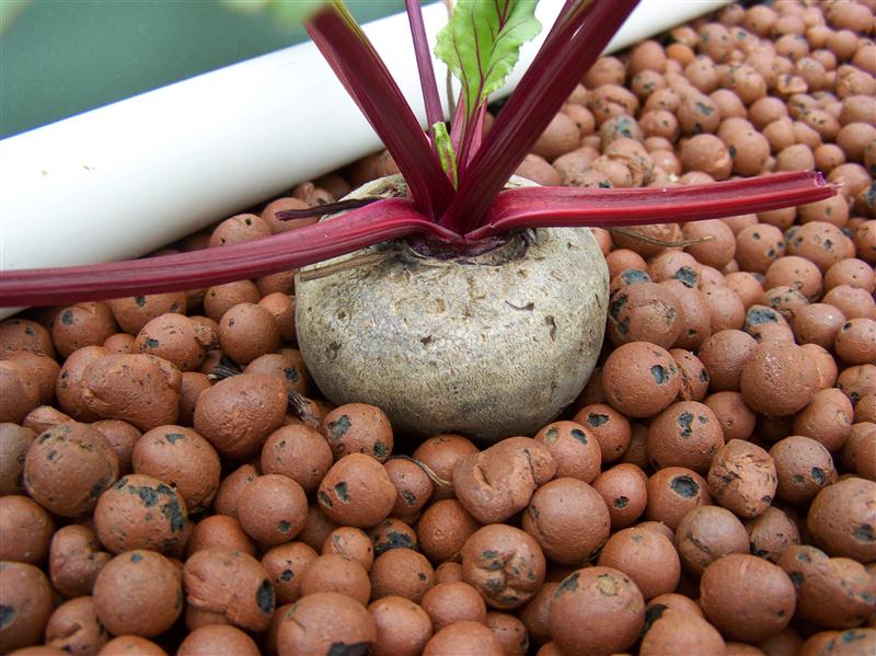 100_6009 (Custom).JPG