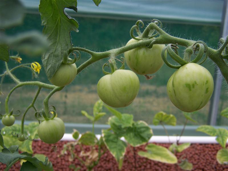 100_6010 (Custom).JPG