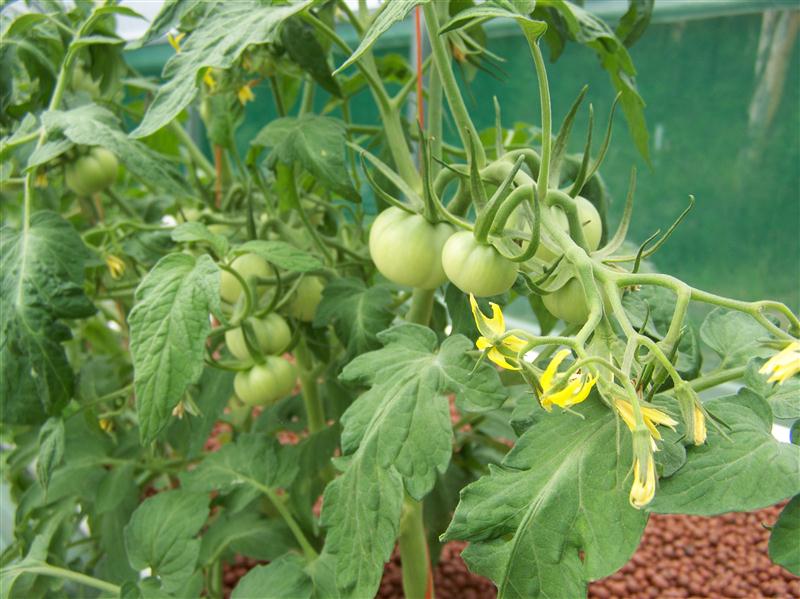 100_6011 (Custom).JPG