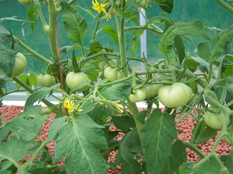 100_6012 (Custom).JPG