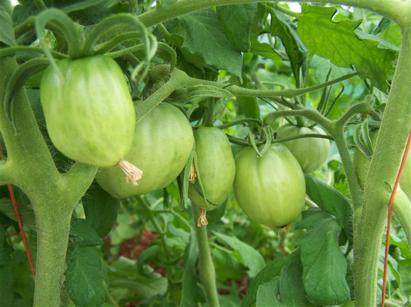 100_6014 (Custom).JPG