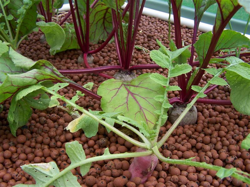 100_6018 (Custom).JPG