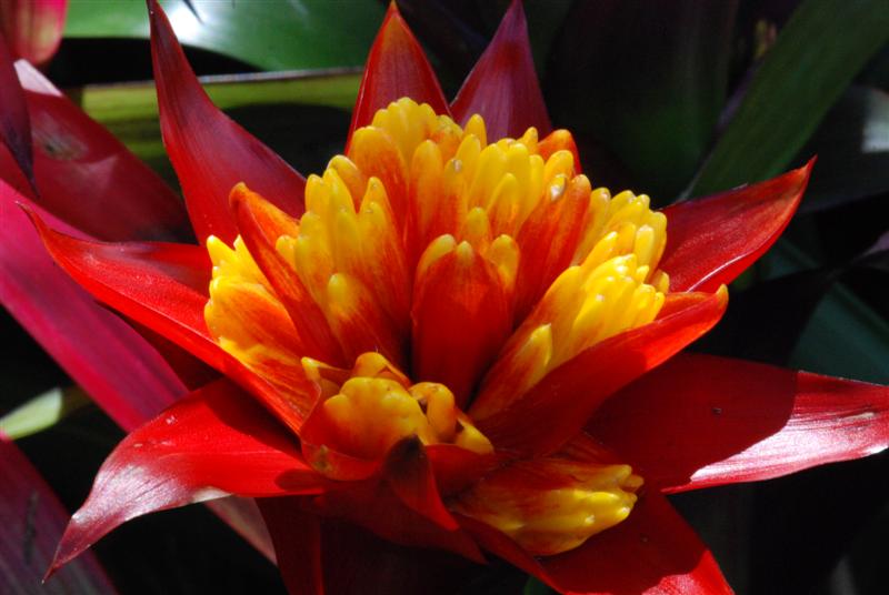 DSC_1136 (Medium).JPG