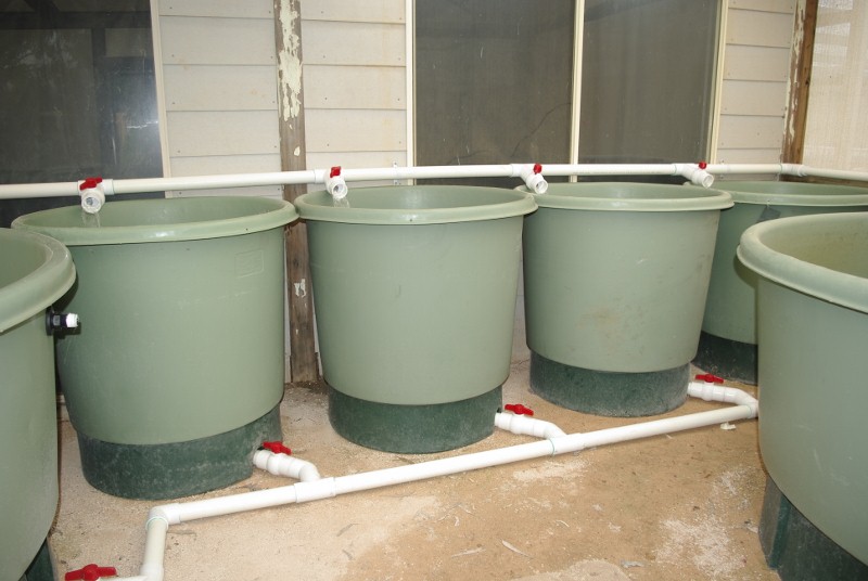 _IGP2242 (800x536).jpg