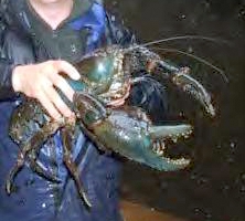 Web_GiantCrayfish_Image.jpg