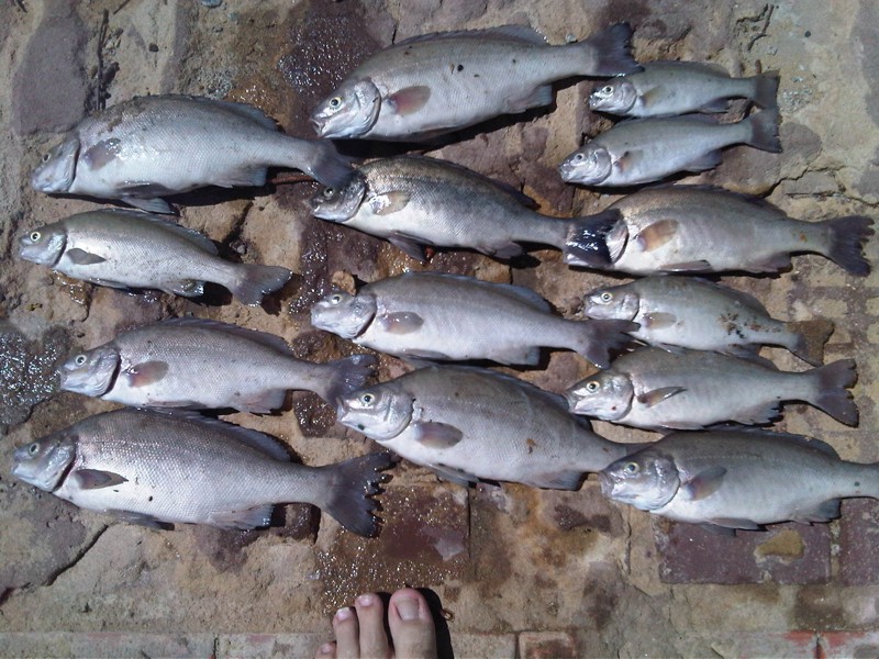 Dead-SPs-Tues-1st-March-2011-Web .jpg