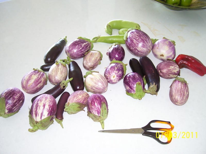 GBs-8-Mar-2011 001.jpg