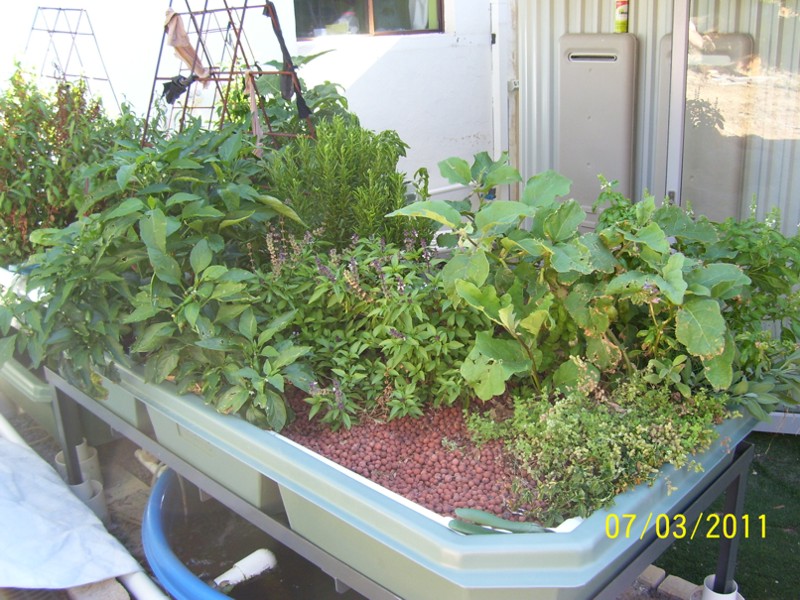 GBs-8-Mar-2011 005.jpg