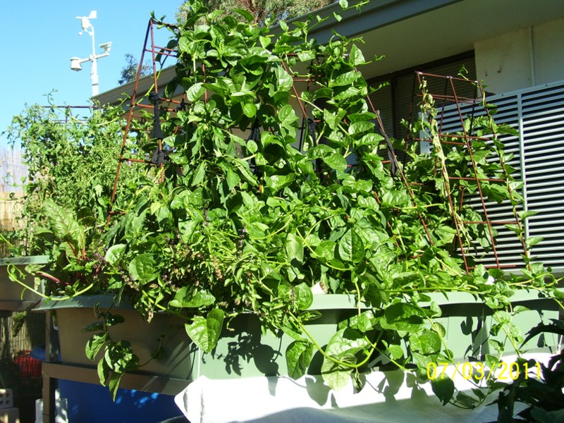 GBs-8-Mar-2011 002.jpg