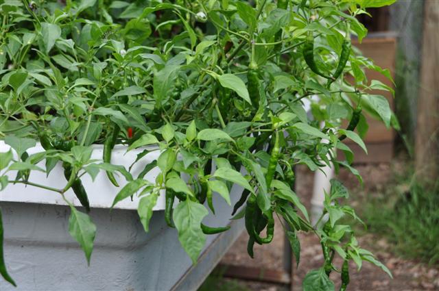 Sunday 13th March 007 (Small).jpg