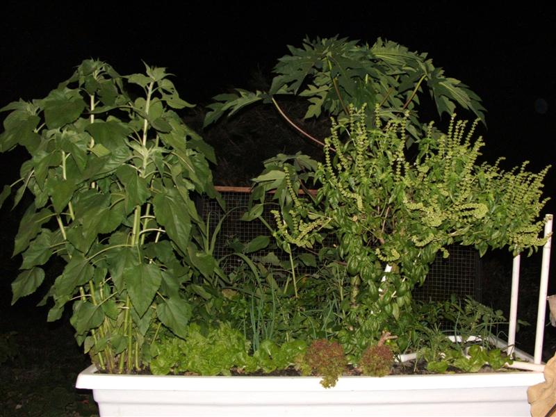 DSCF3833 (Medium).JPG