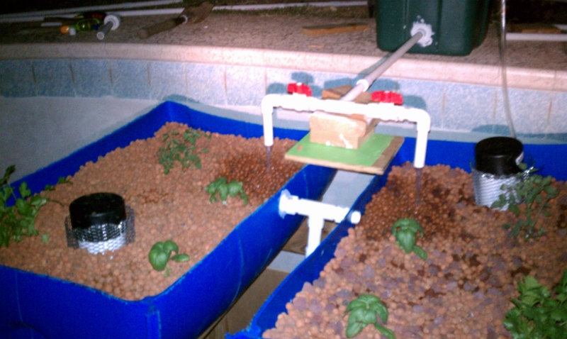 aquaponic1 (800x478).jpg