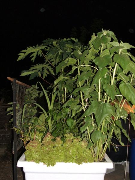 DSCF3813 (Medium).JPG