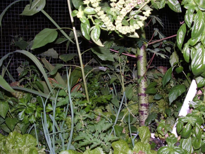 DSCF3835 (Medium).JPG