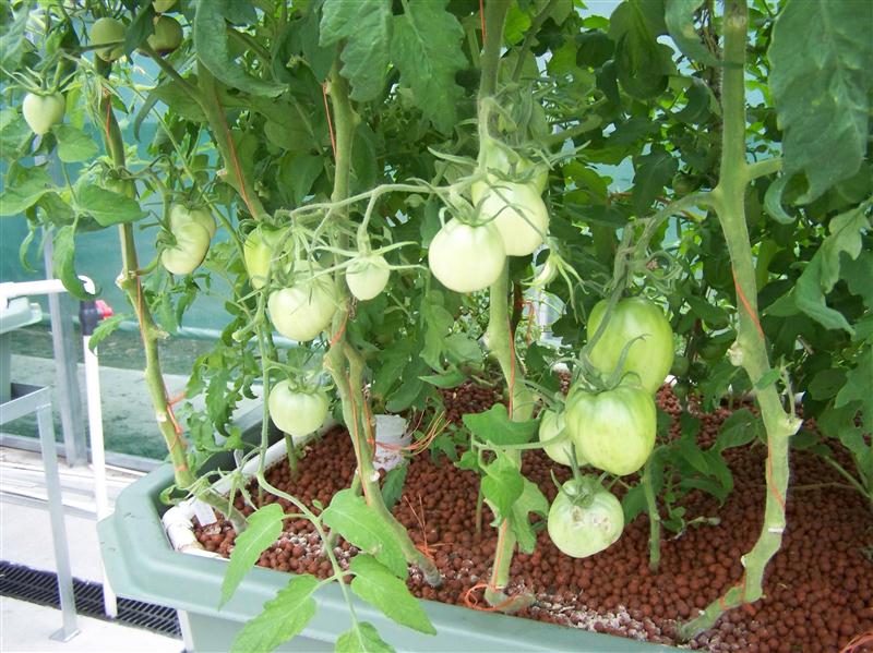 100_6026 (Custom).JPG