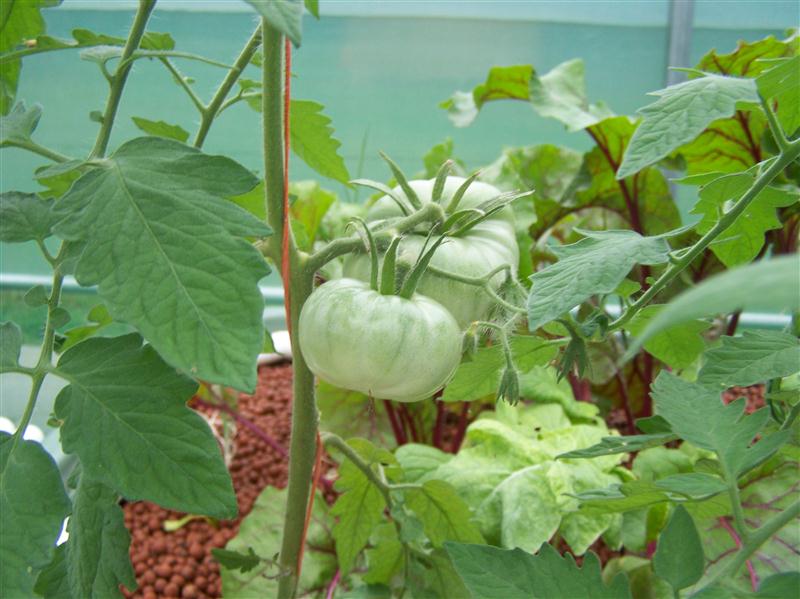 100_6029 (Custom).JPG