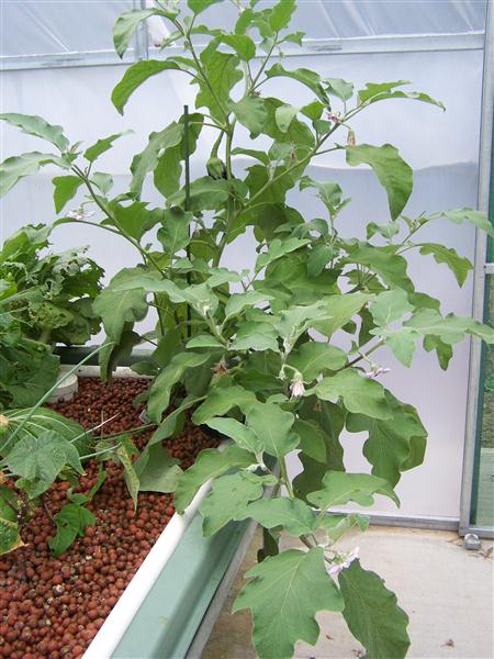 100_6031 (Custom).JPG