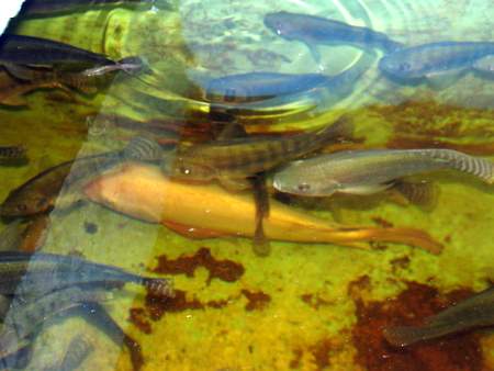 fish 2 3072x2304-1.jpg