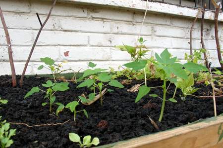 Papayas 3072x2048-2.jpg