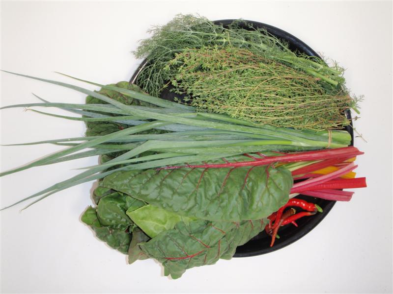 P3090145 (Medium).JPG