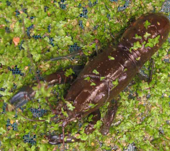 yabbie and baby copy.JPG