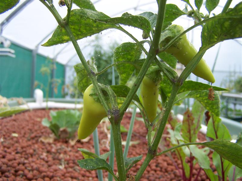 100_5950 (Custom).JPG