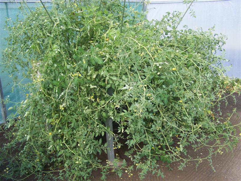 100_6038 (Custom).JPG