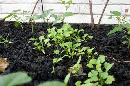 Cilantro 3072x2048-3.jpg