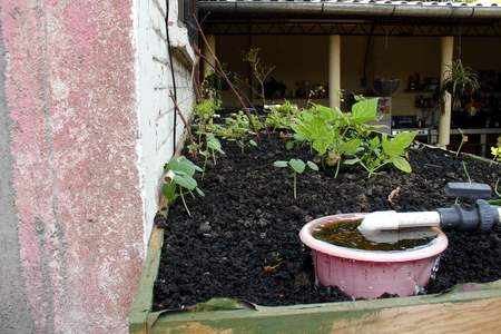 Sorry garlic 3072x2048-5.jpg