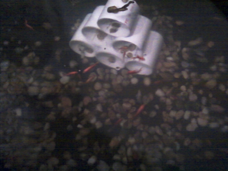 fish in new home 2.jpg