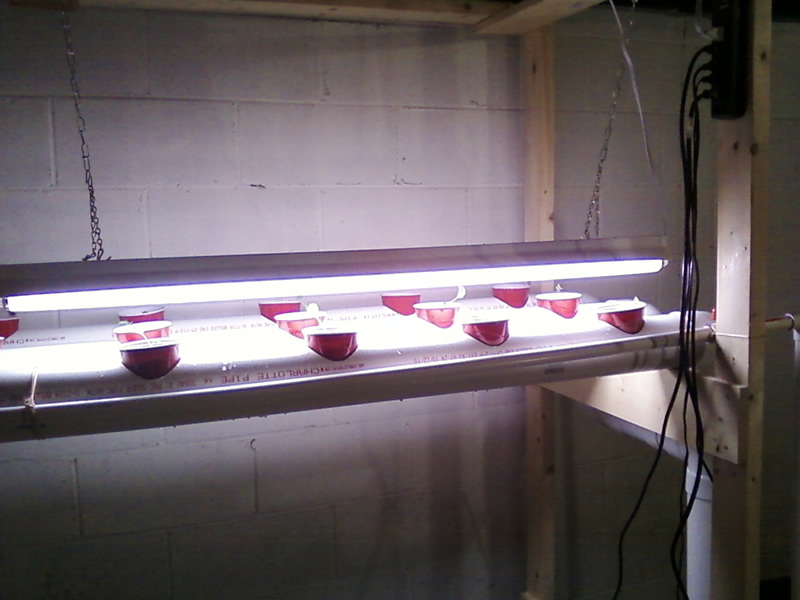 lighting over test plants.jpg