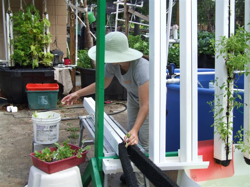 Planting2 (Medium).JPG