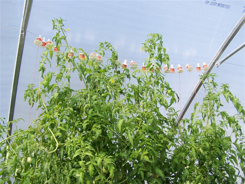 100_6053 (Custom).JPG