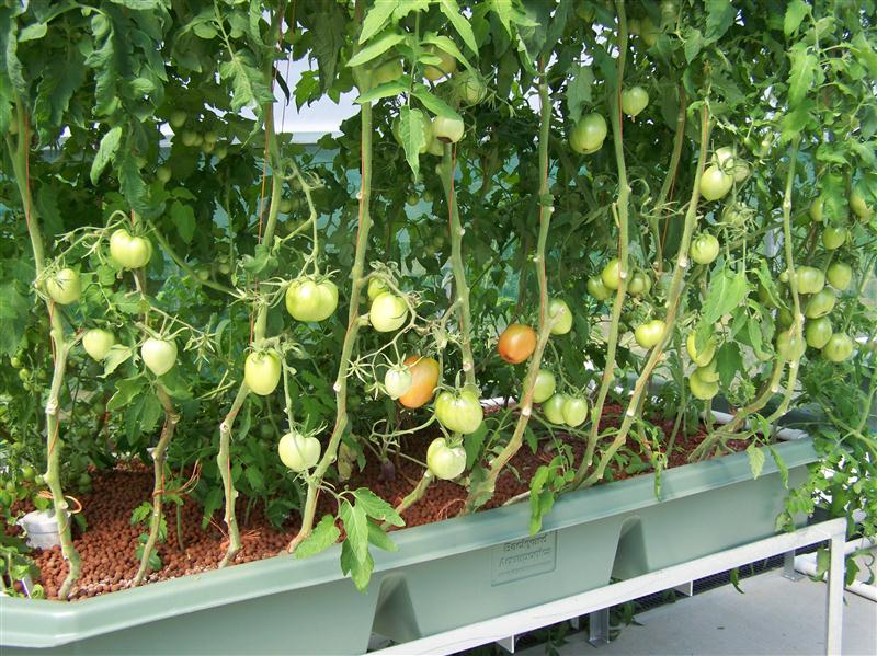 100_6052 (Custom).JPG