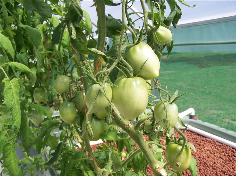 100_6054 (Custom).JPG