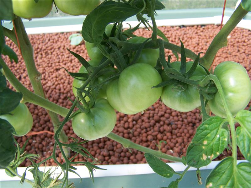 100_6058 (Custom).JPG