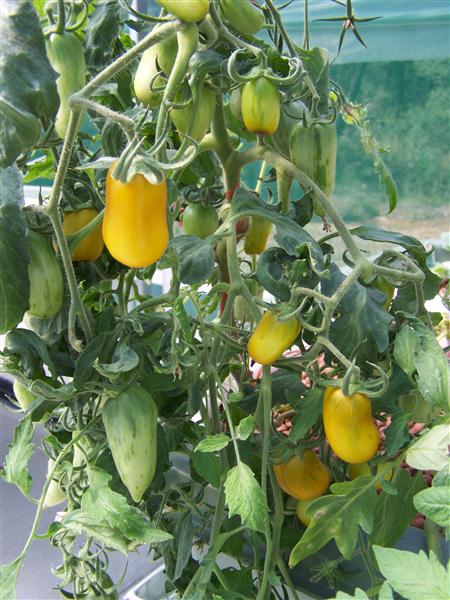 100_6063 (Custom).JPG