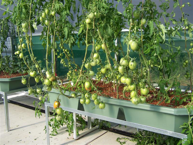 100_6067 (Custom).JPG